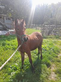 Puledra pony femmina