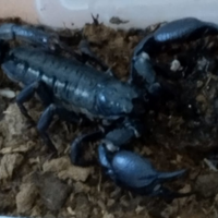 Scorpioni hetrometrus c