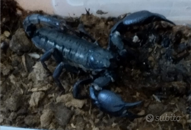 Scorpioni hetrometrus c