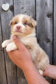 Femminucce australian shepherd