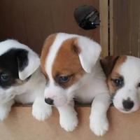Jack russell