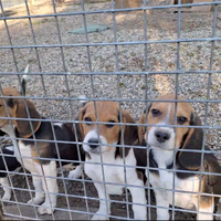 Beagle cuccioli