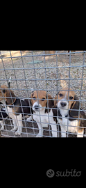 Beagle cuccioli