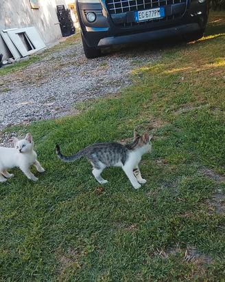 Due Gatti