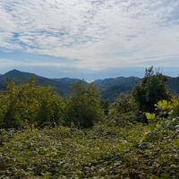 Terreno boschivo a Vezzi Portio (SV)