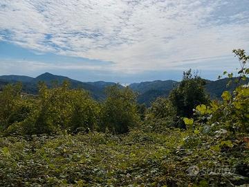 Terreno boschivo a Vezzi Portio (SV)