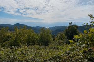 Terreno boschivo a Vezzi Portio (SV)