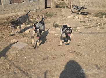 Cuccioli cani petit bleu