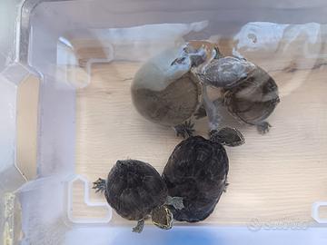 Tartarughe Sternotherus Odoratus Adulte