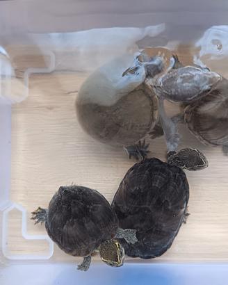 Tartarughe Sternotherus Odoratus Adulte