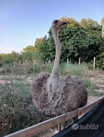 Coppia struzzi africani