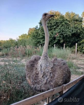 Coppia struzzi africani
