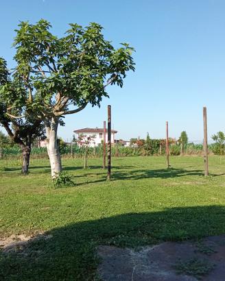 Terreni