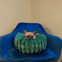 Bulldog francese fawn