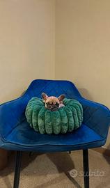 Bulldog francese fawn