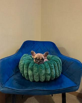 Bulldog francese fawn