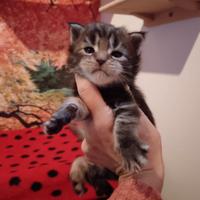 Maine coon xxl con pedigree e test genetici