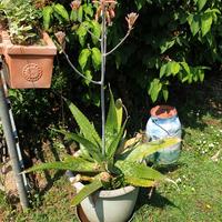 Aloe Maculata Saponaria