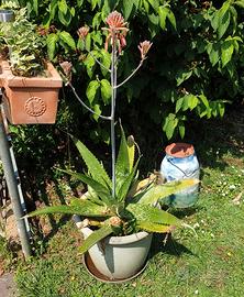 Aloe Maculata Saponaria