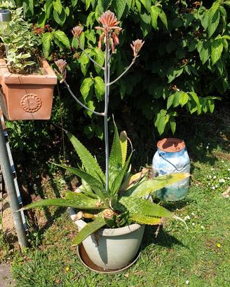 Aloe Maculata Saponaria
