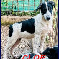 CLOE recuperata per strada affamata e spaventata