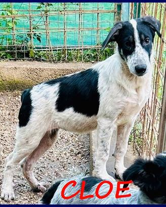 CLOE recuperata per strada affamata e spaventata