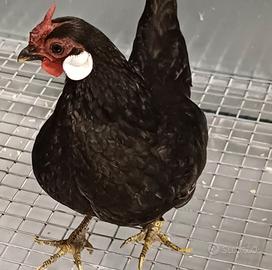 Bantam java tris (galline)