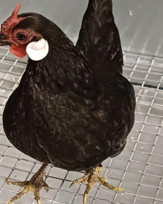 Bantam java tris (galline)