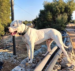 Dogo argentino