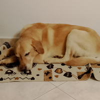Lucky Incrocio Labrador in adozione, 7 anni, sano