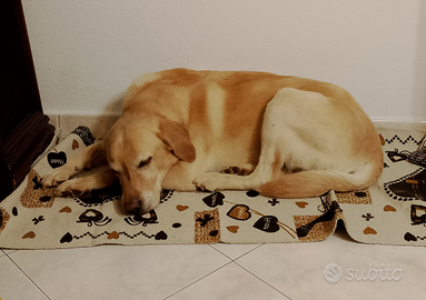 Lucky Incrocio Labrador in adozione, 7 anni, sano
