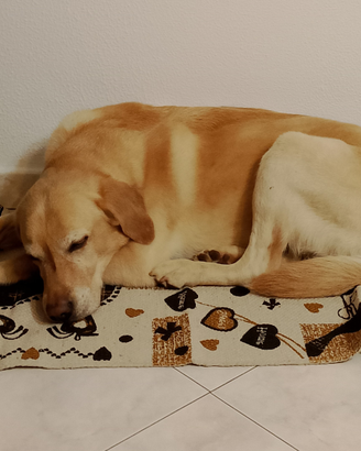 Lucky Incrocio Labrador in adozione, 7 anni, sano