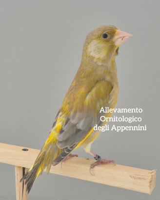 Verdoni mutati