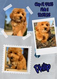Philip, cucciolo di maltipoo