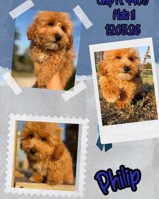 Philip, cucciolo di maltipoo