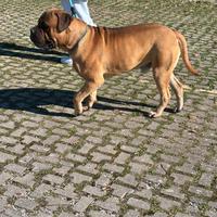 Bullmastiff