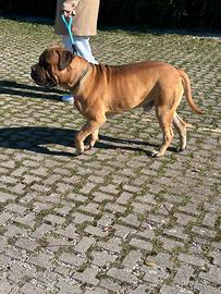 Bullmastiff