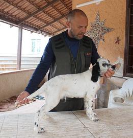 Setter inglese cucciolo ALFRED