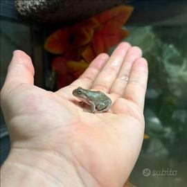 Rana litoria caerulea