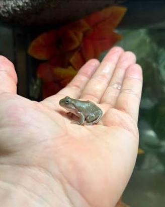 Rana litoria caerulea