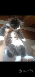 Gattini persiani/Ragdoll