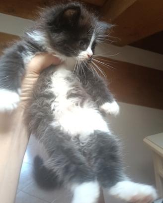 Gattini persiani/Ragdoll