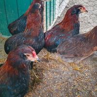 Disponibili pulcini di gallina araucana