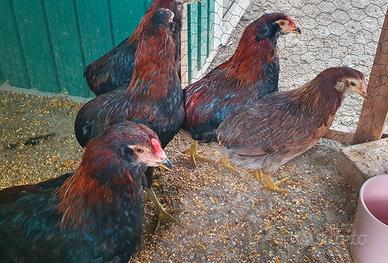 Disponibili pulcini di gallina araucana