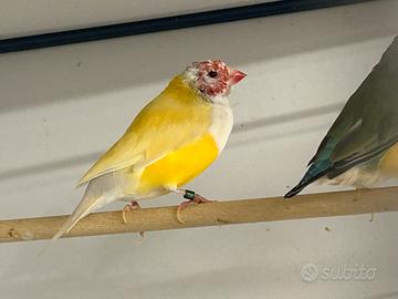 Ucelli Esotici : Gould e Mandarini Olandesi