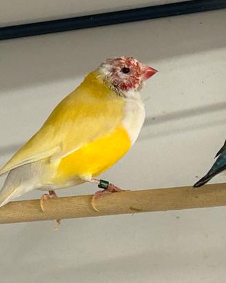 Ucelli Esotici : Gould e Mandarini Olandesi