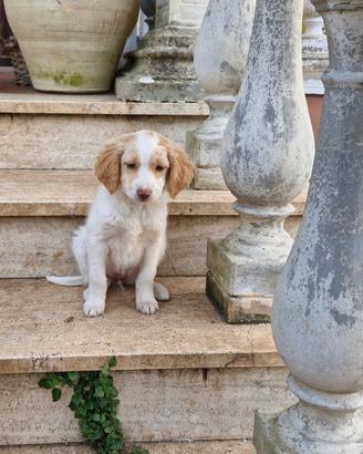 Cucciolo da tartufo lagotto-springer