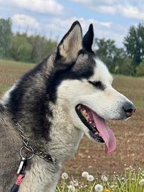 Husky x monta