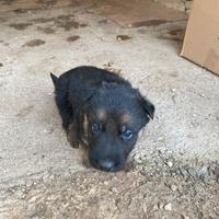 Cuccioli di pastore tedesco