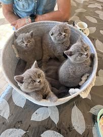 Gatti british e scottish fold